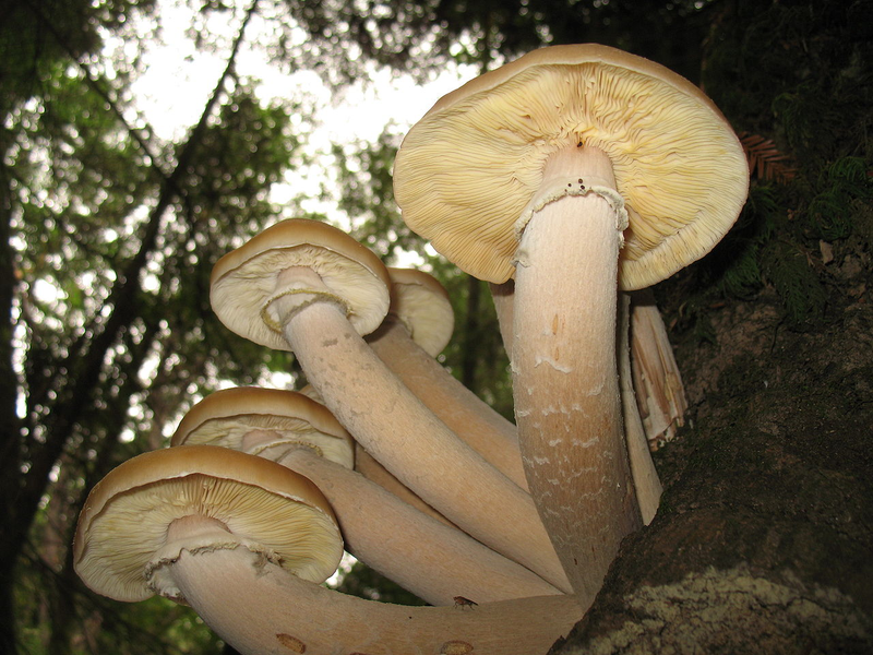 Armillaria ostoyae. Wikimedia Commons